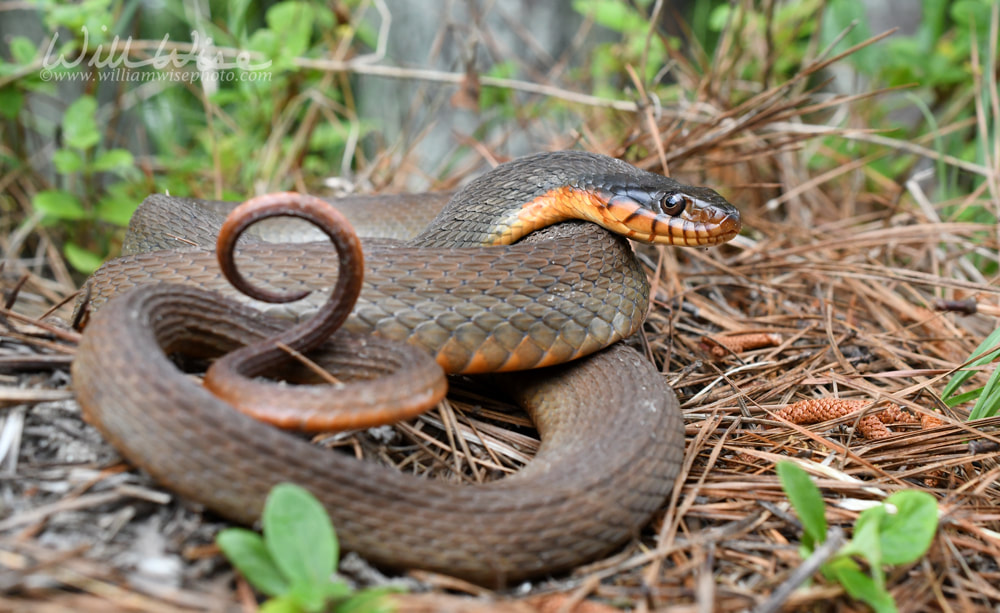 Plain Bellied Water Snake coiled Georgia USA Picture