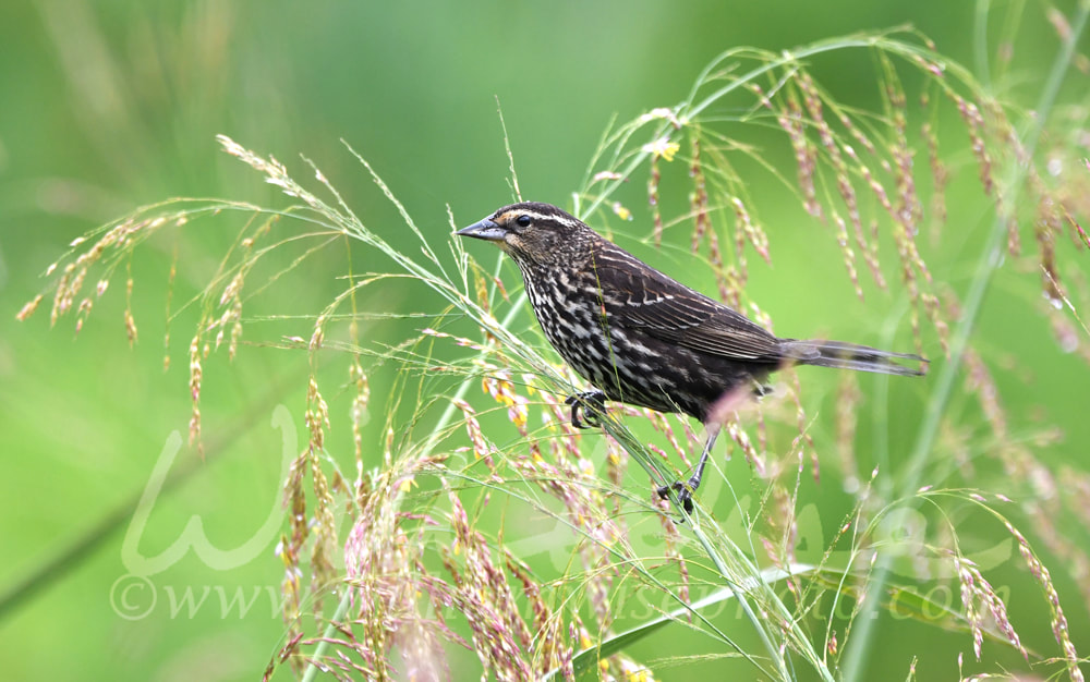 Female Red Winged Blackbird bird at Phinizy Swamp Nature Park; Richmond County, Georgia birding Picture