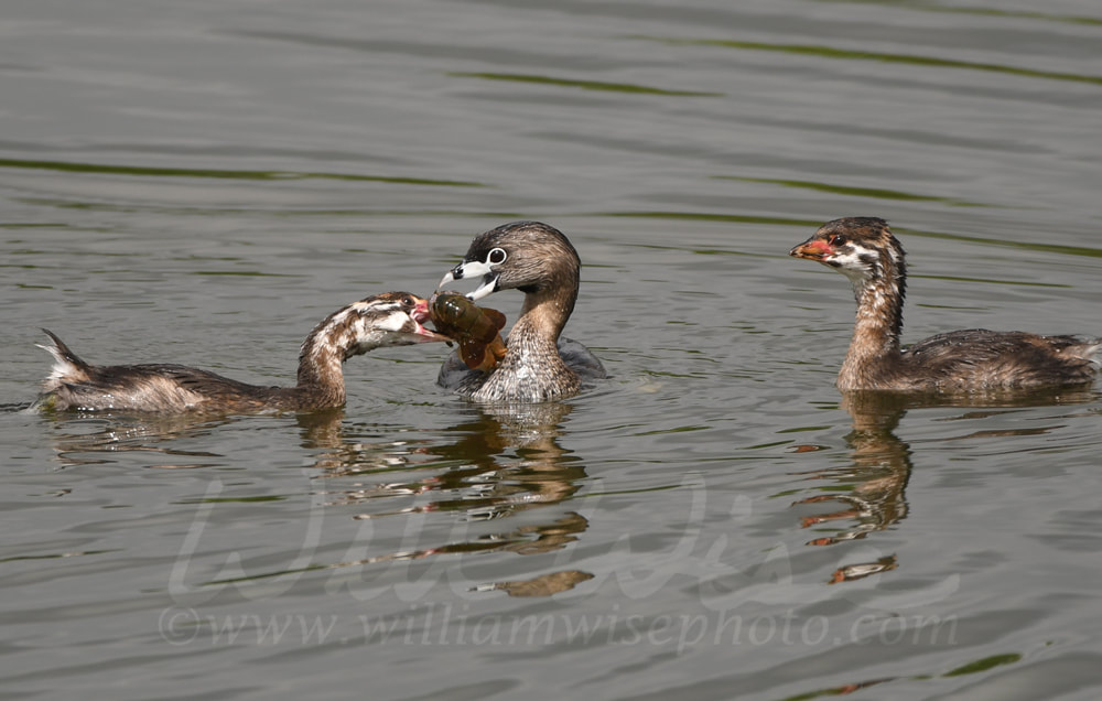 Pied Billed Grebe bird feeding young at Phinizy Swamp Nature Park; Richmond County, Georgia Picture