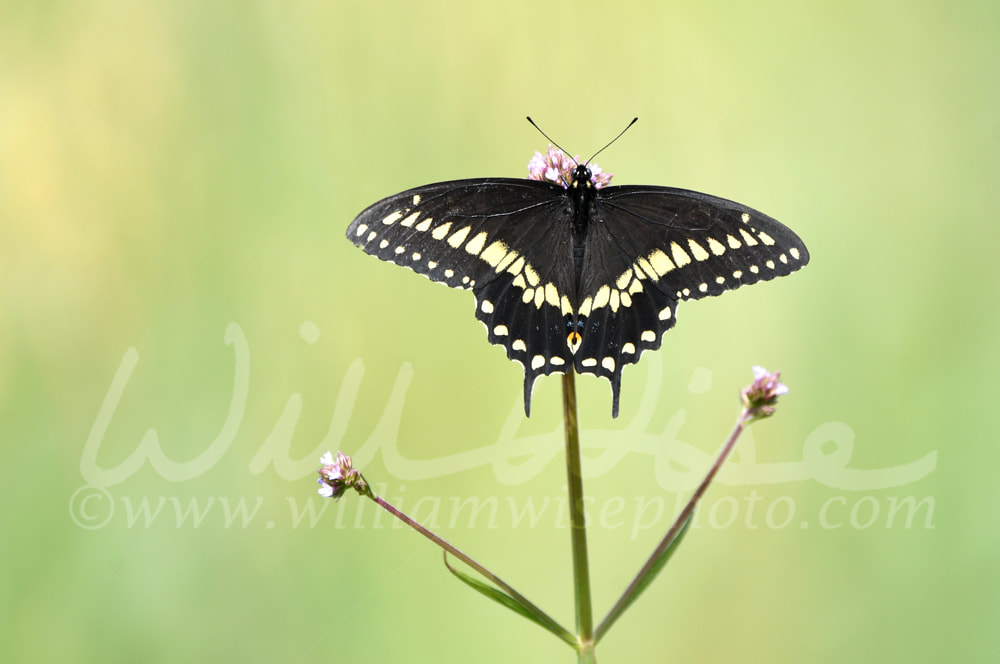 Black Swallowtail Butterfly at Phinizy Swamp Nature Park, Georgia Picture