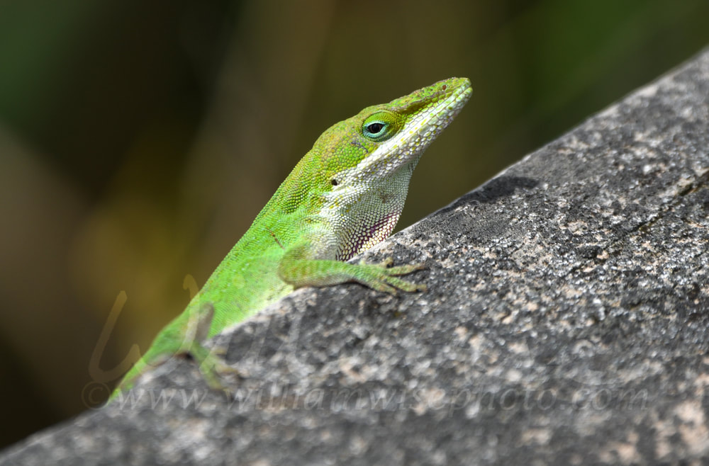 Green Carolina Anole Lizard at Phinizy Swamp Nature Park; Richmond County, Georgia birding Picture