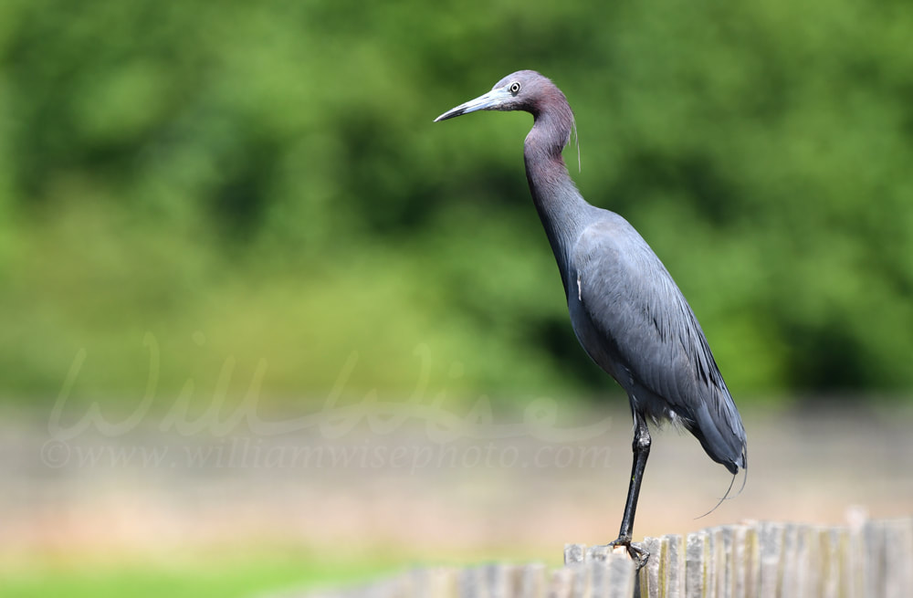 Little Blue Heron Phinizy Swamp Nature Park; Richmond County, Georgia Picture