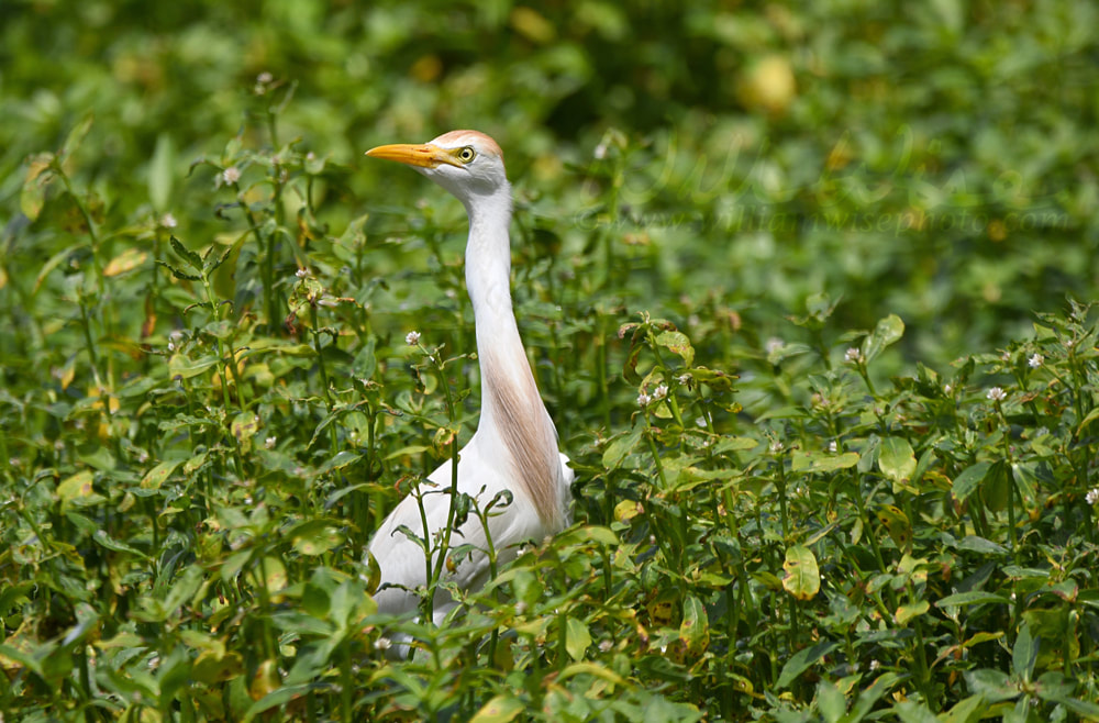 Cattle Egret bird at Phinizy Swamp Nature Park, Georgia Picture