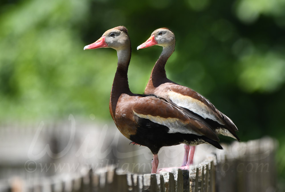 Black Bellied Whistling Duck at Phinizy Swamp Nature Park; Richmond County, Georgia birding Picture