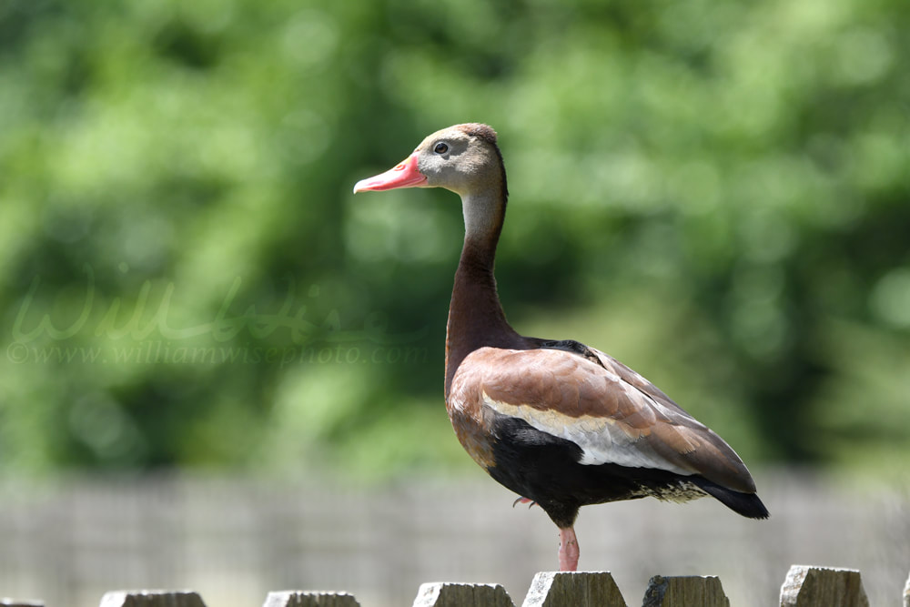 Black Bellied Whistling Duck profile, Phinizy Swamp Nature Park, Georgia Picture