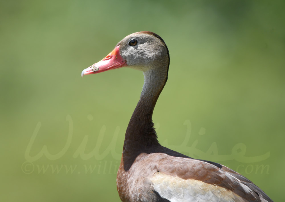 Black Bellied Whistling Duck profile, Phinizy Swamp Nature Park, Georgia Picture