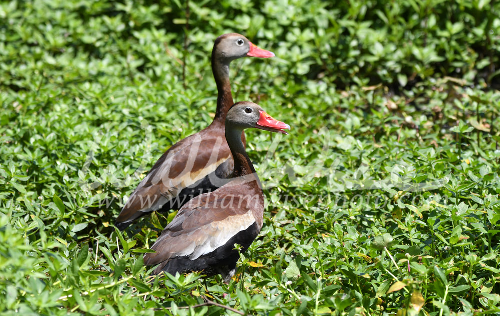 Black bellied Whistling Duck at Phinizy Swamp Nature Park; Georgia birding Picture