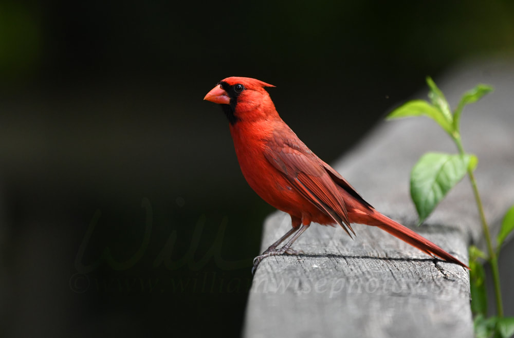 Northern Cardinal at Phinizy Swamp Nature Park; Richmond County, Georgia birding and wildlife photography Picture