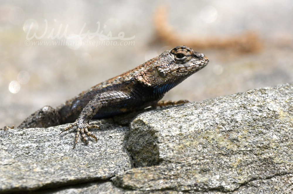 Eastern Fence Lizard Picture