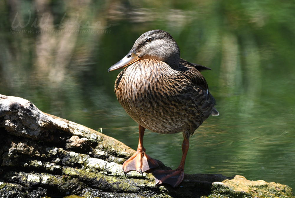 Mallard Hen at Sweetwater Wetlands Park, Tucson Arizona USA Picture