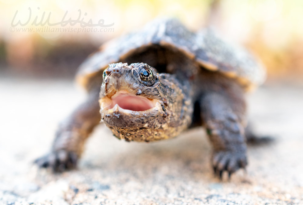 Juvenile baby Common Snapping Turtle, Georgia USA Picture