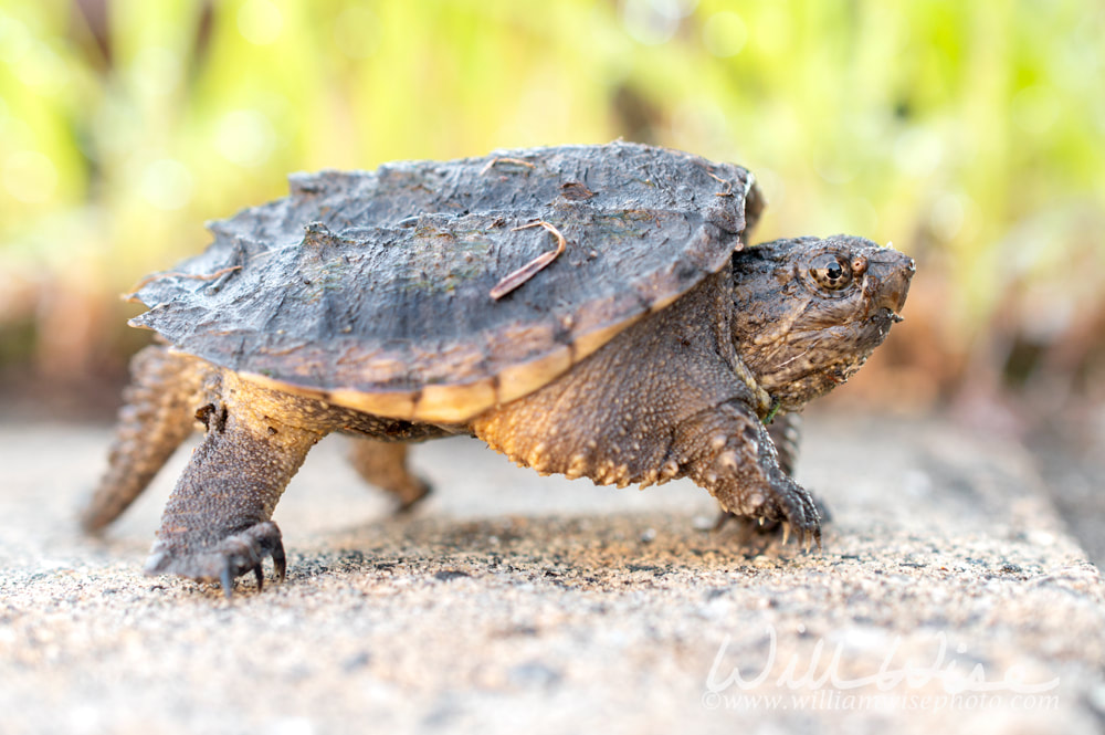 Juvenile baby Common Snapping Turtle, Georgia USA Picture