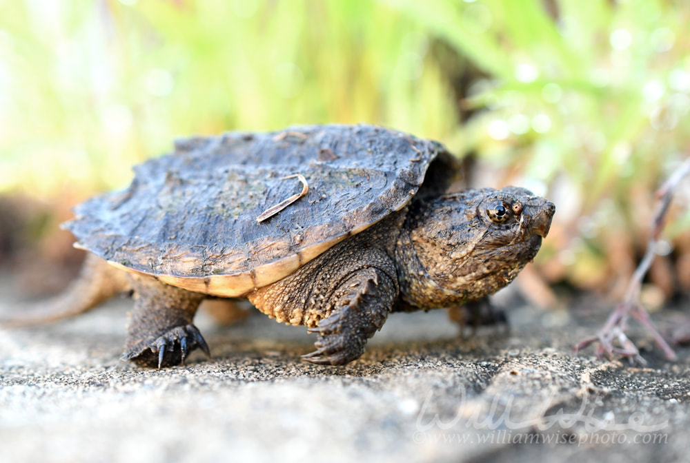 Juvenile baby Common Snapping Turtle, Georgia USA Picture
