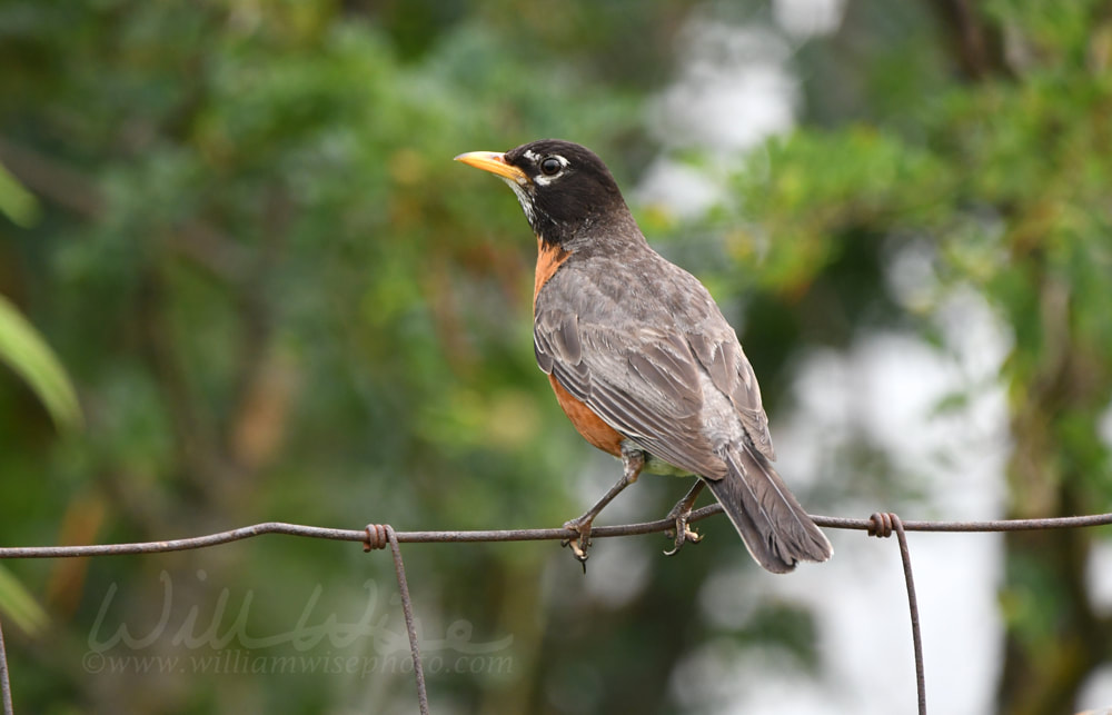 Juvenile American Robin bird at Exner Marsh Nature Preserve Illinois Picture