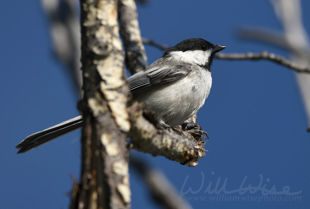 Black capped Chickadee, Park City, Utah birding Picture
