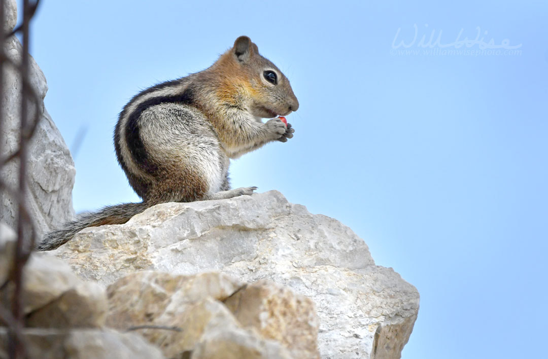 Golden mantled Ground Squirrel on Snowbird mountain, Utah Picture