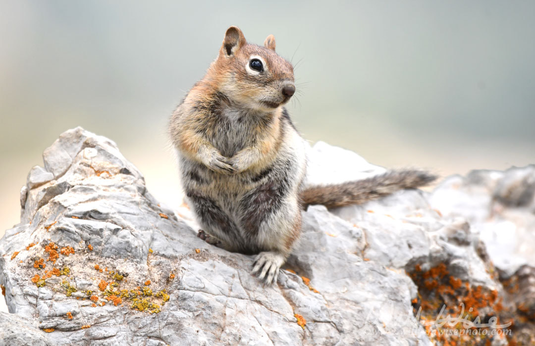 Golden mantled Ground Squirrel on Snowbird mountain, Utah Picture
