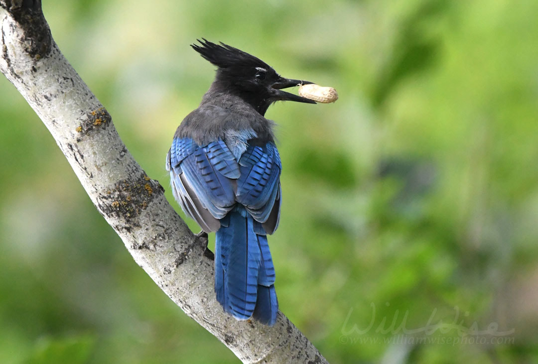 Stellers Jay, Park City, Utah USA Picture
