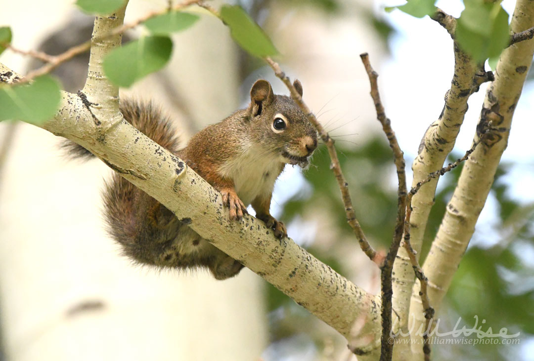 American Red Squirrel, Park City, Utah USA Picture