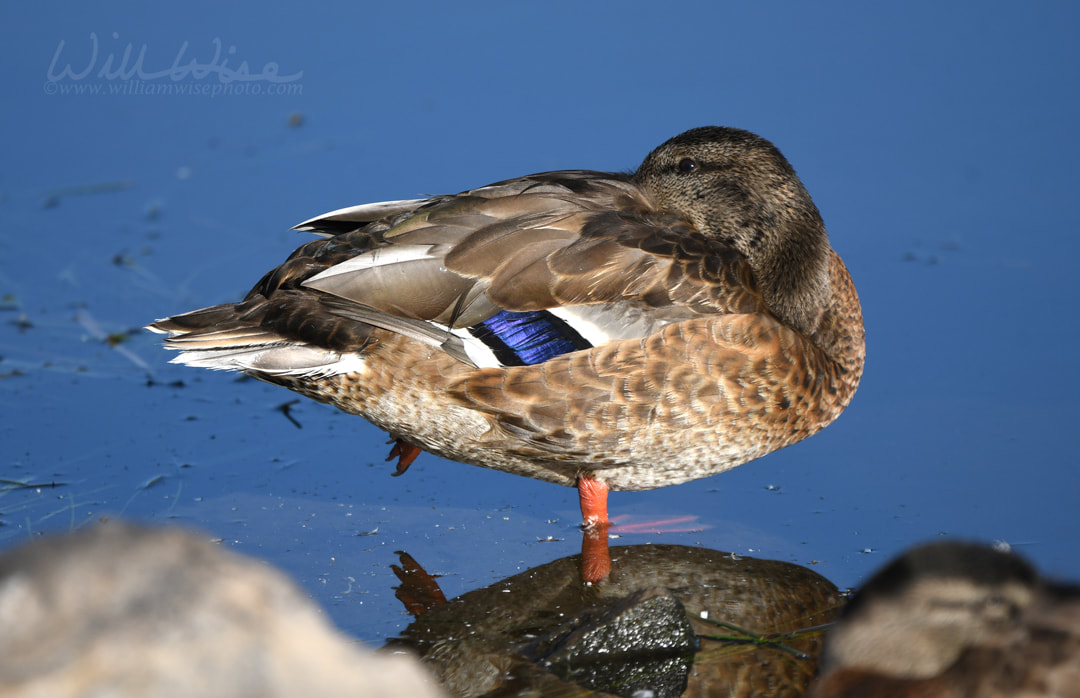 Female Mallard duck hen tucking bill into feathers, Park City, Utah USA birding Picture