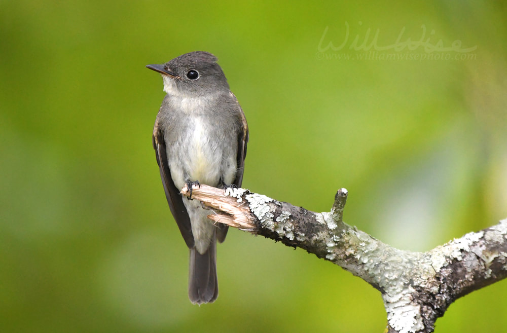 Eastern Wood Pewee bird perched on a branch, Georgia birding Picture