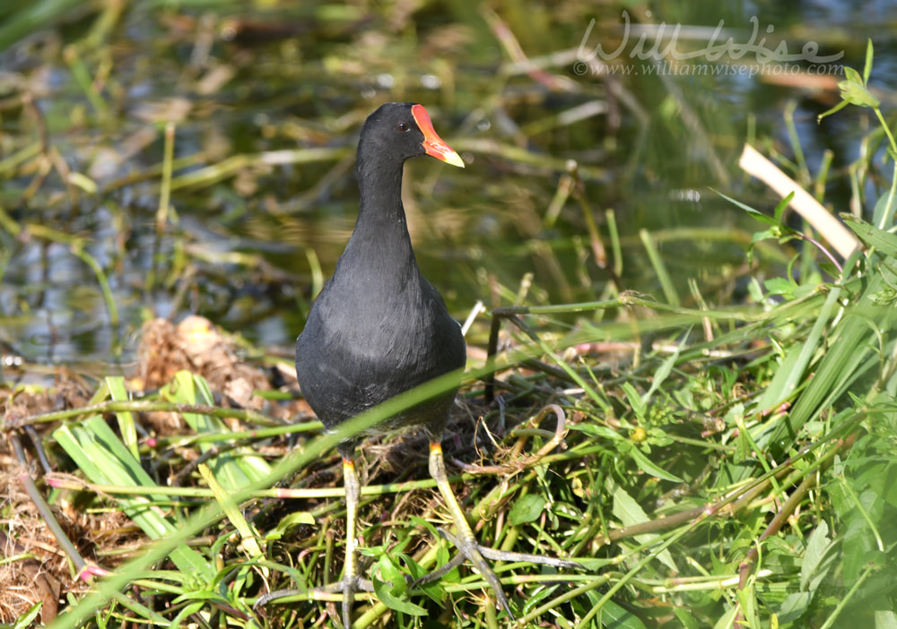 Common Gallinule bird at Phinizy Swamp Nature Park, Augusta, Georgia Picture