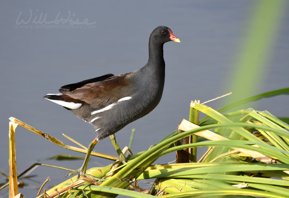 Common Gallinule bird at Phinizy Swamp Nature Park, Augusta, Georgia Picture