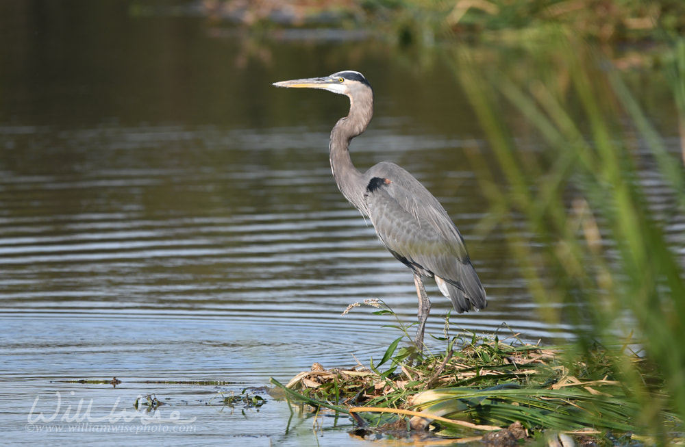 Great Blue Heron at Phinizy Swamp Nature Park, Augusta, Georgia Picture