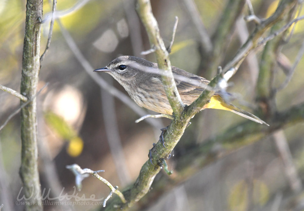 Palm Warbler bird at Phinizy Swamp Nature Park, Augusta, Georgia Picture