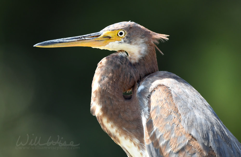 Tri-colored Heron at Phinizy Swamp Nature Park, Augusta, Georgia Picture