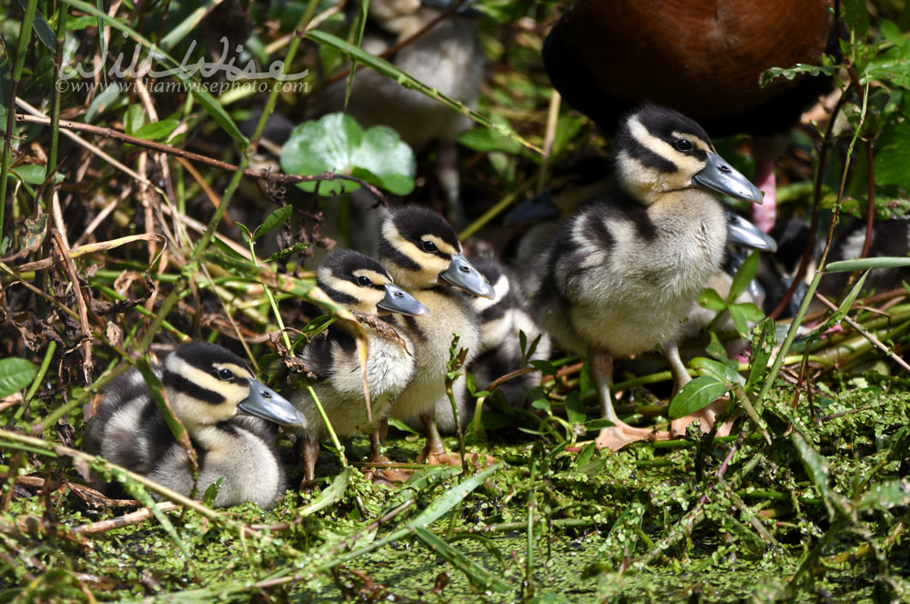 Black-bellied Whistling Duck babies at Phinizy Swamp Nature Park, Augusta, Georgia Picture