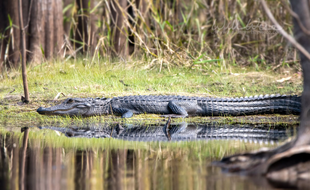 Okefenokee American Alligator Picture