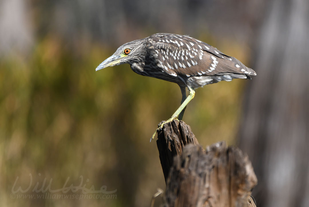 Juvenile Black crowned Night Heron on The Sill in the Okefenokee Swamp National Wildlife Refuge, Georgia, USA Picture