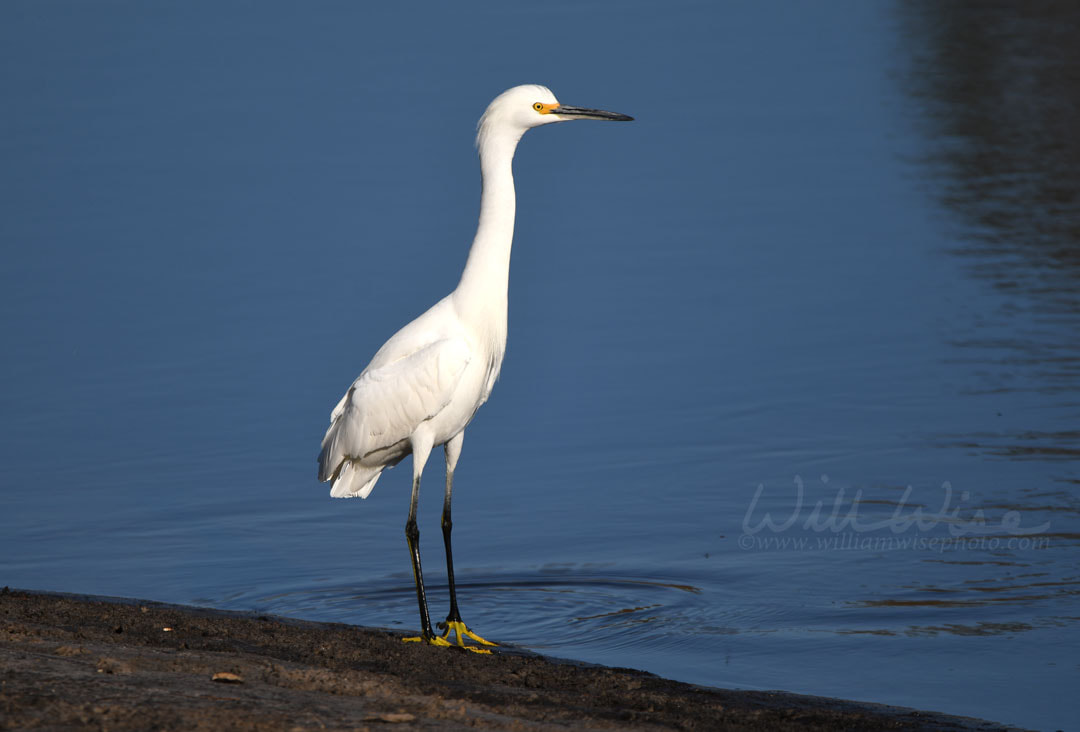 Snowy Egret along The Suwannee River Sill in the Okefenokee Swamp National Wildlife Refuge, Georgia, USA Picture