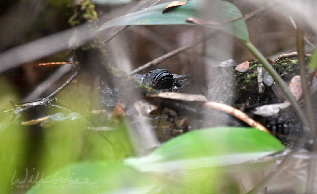 American Alligator eye hidden in Okefenokee Swamp water, Georgia Picture