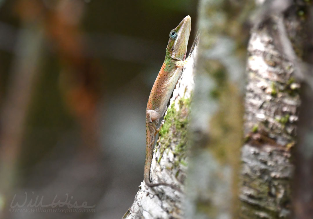 Green Anole Lizard; Okefenokee National Wildlife Refuge, Georgia Picture
