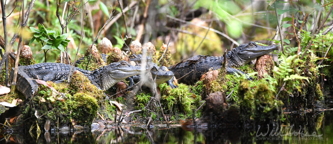 Pod of baby alligators in the Okefenokee Swamp National Wildlife Refuge, Georgia Picture