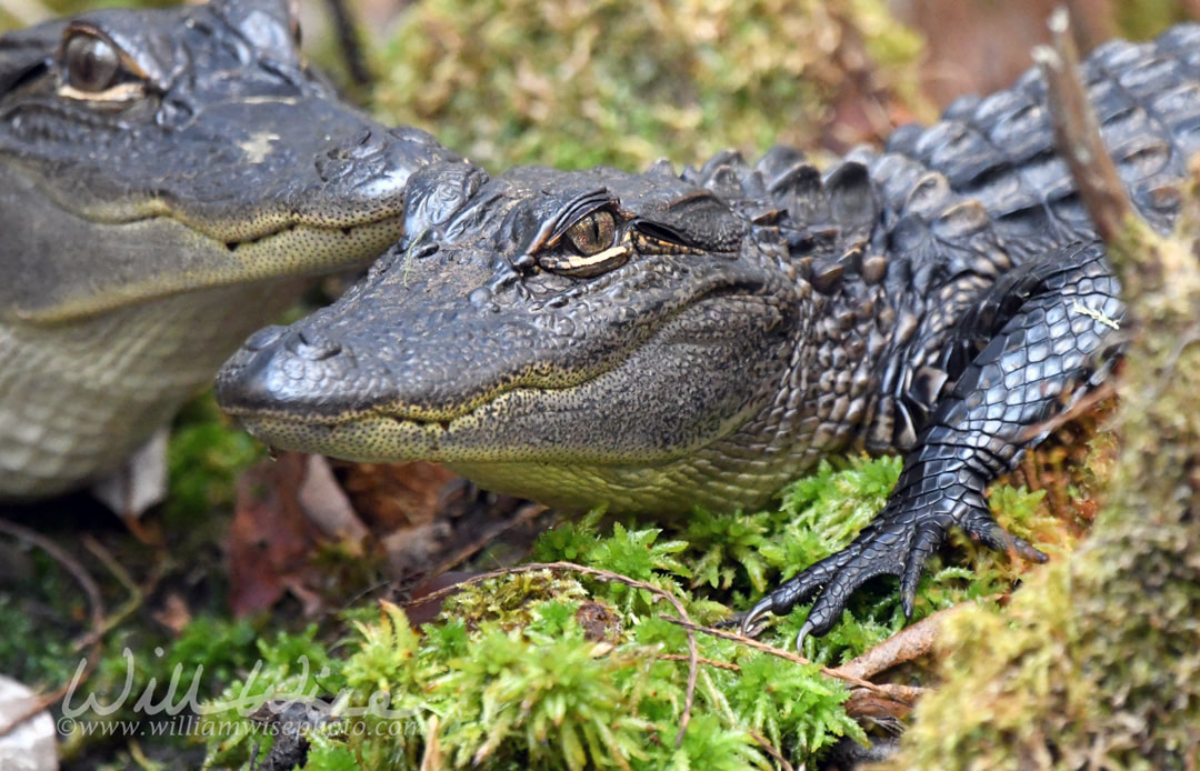 Baby alligators in the Okefenokee Swamp National Wildlife Refuge, Georgia Picture