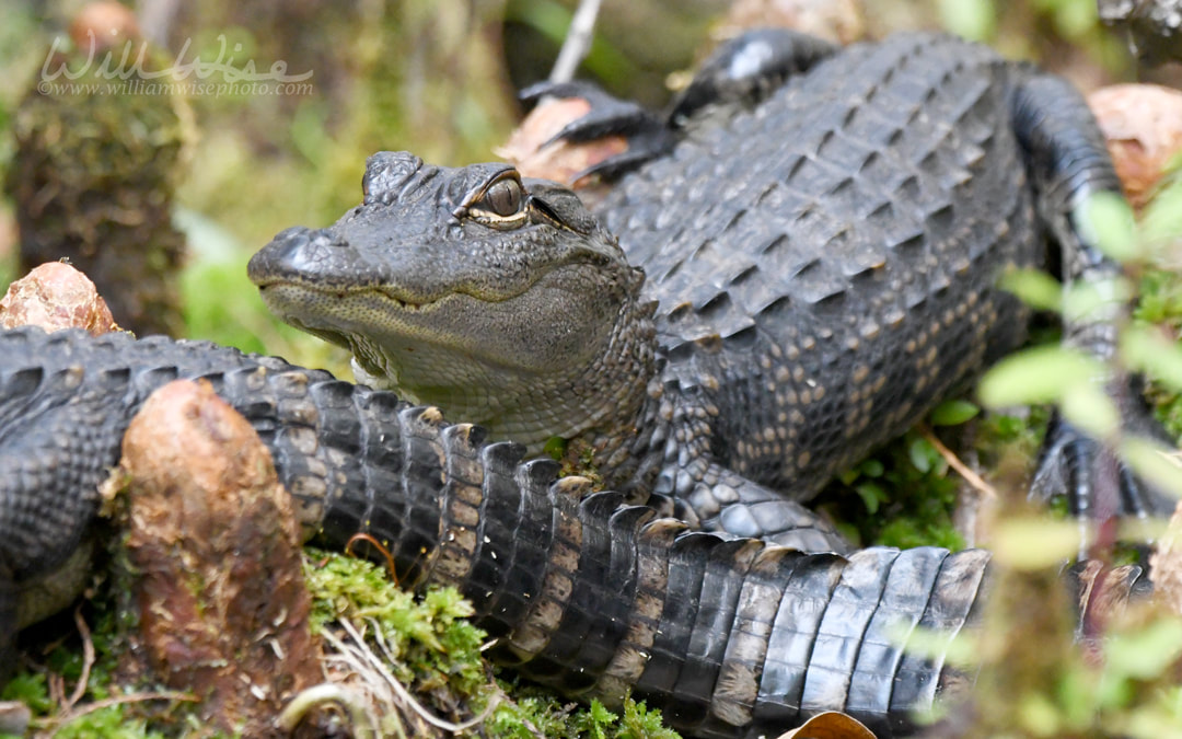 Baby alligators in the Okefenokee Swamp National Wildlife Refuge, Georgia Picture