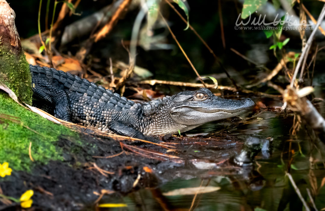 Baby alligators in the Okefenokee Swamp National Wildlife Refuge, Georgia Picture