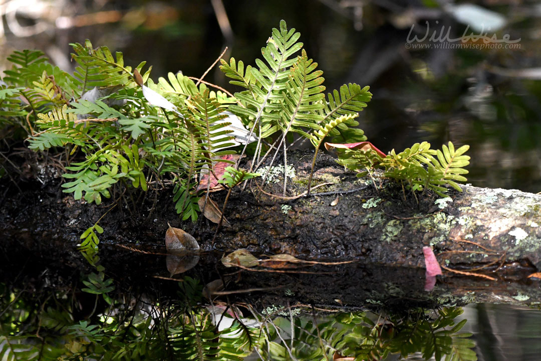 Resurrection Fern on a log in the Okefenokee Swamp National Wildlife Refuge, Georgia Picture