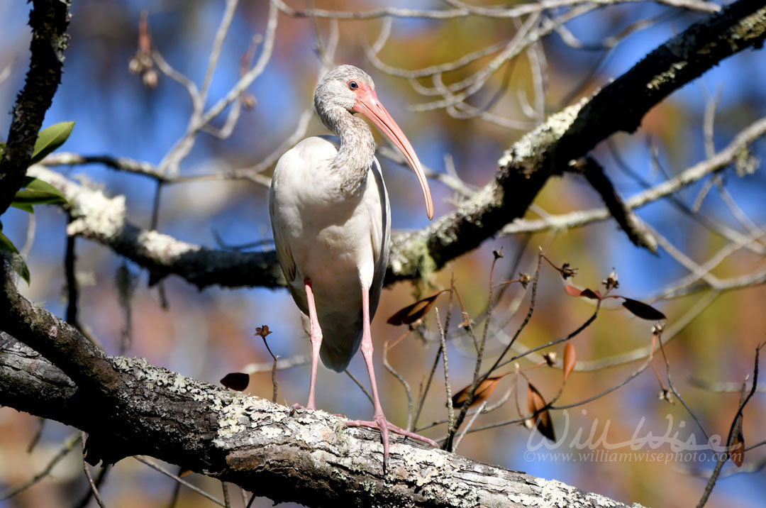 White Ibis in the Okefenokee Swamp National Wildlife Refuge, Georgia Picture