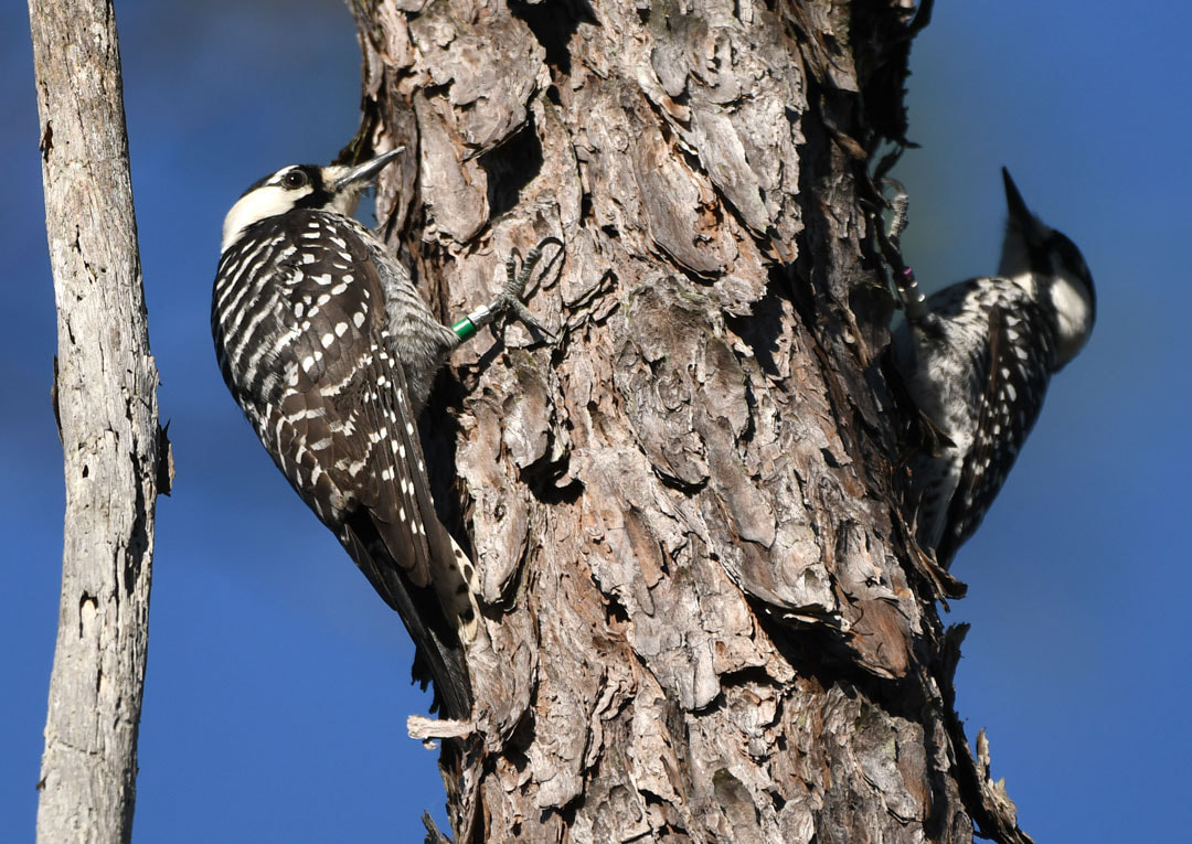 Endangered Species Red-cockaded Woodpeckers on a pine tree in the Okefenokee National Wildlife Refuge, Georgia Picture