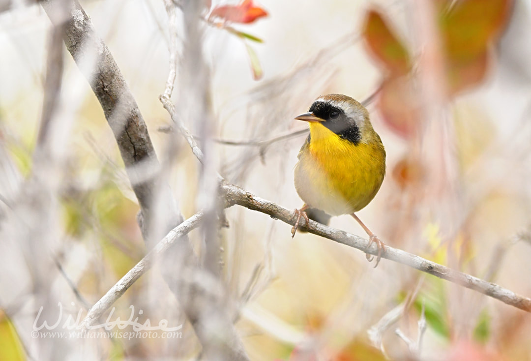 Common Yellowthroat warbler bird, Okefenokee Swamp National Wildlife Refuge, Georgia Picture