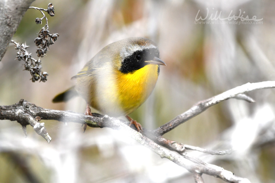 Common Yellowthroat warbler bird, Okefenokee Swamp National Wildlife Refuge, Georgia Picture