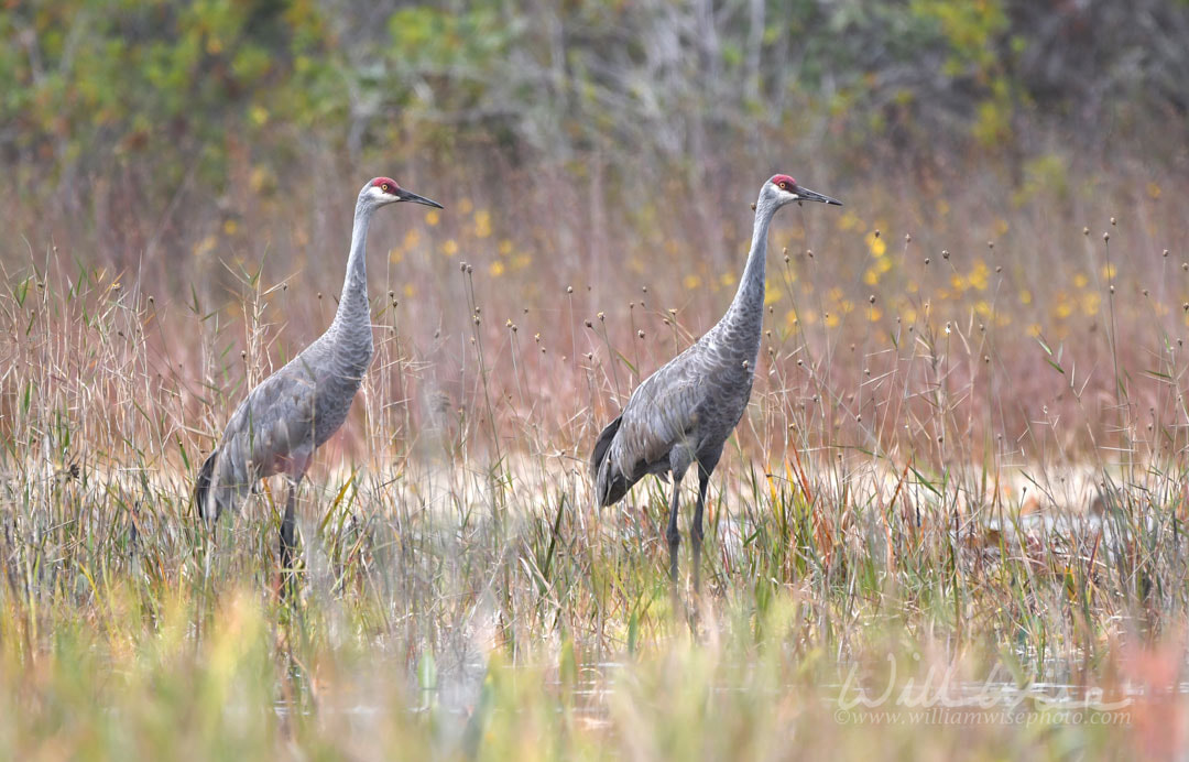 Pair of Sandhill Crane, Okefenokee Swamp National Wildlife Refuge, Georgia Picture