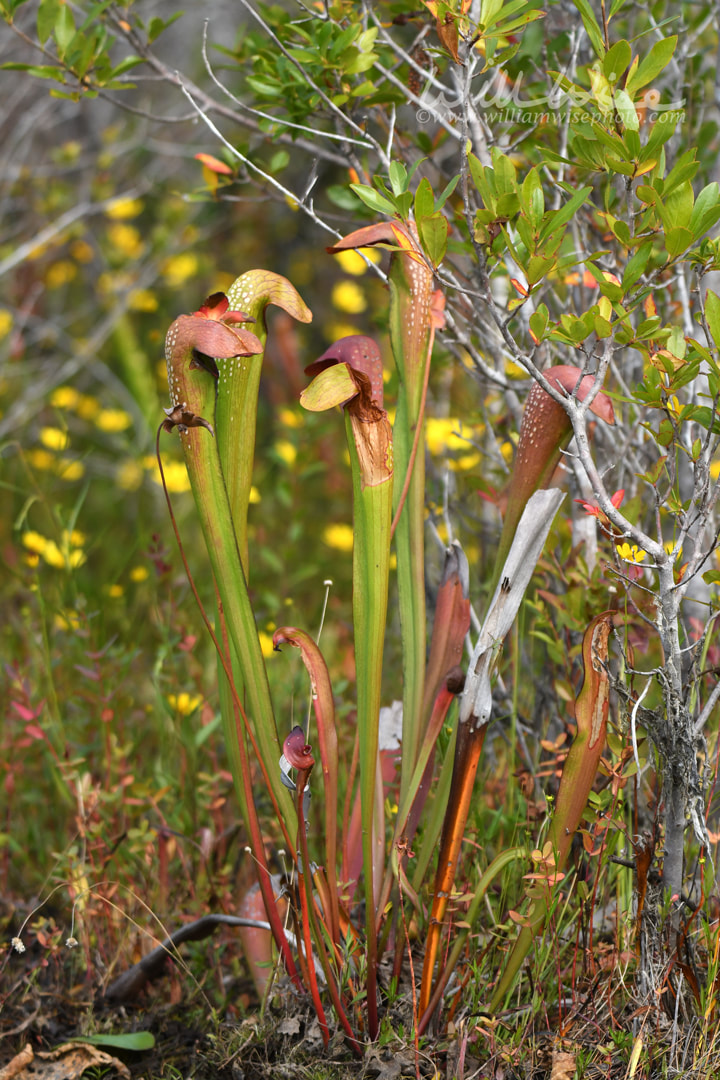 Hooded Pitcher Plants, Okefenokee Swamp National Wildlife Refuge, Georgia Picture