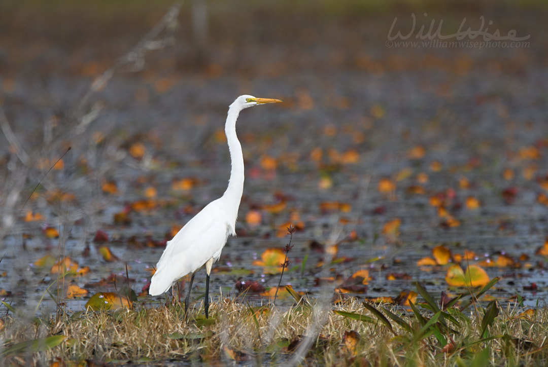 Great Egret, Okefenokee Swamp National Wildlife Refuge, Georgia Picture