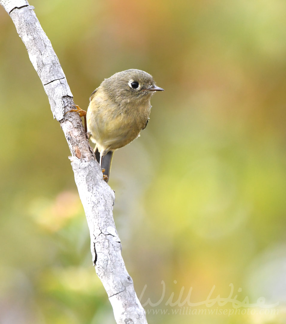 Small Ruby-crowned Kinglet songbird, Okefenokee Swamp National Wildlife Refuge, Georgia Picture