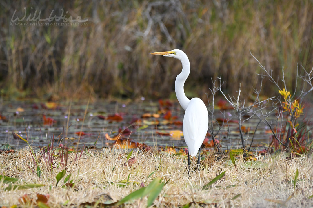 Great Egret, Okefenokee Swamp National Wildlife Refuge, Georgia Picture